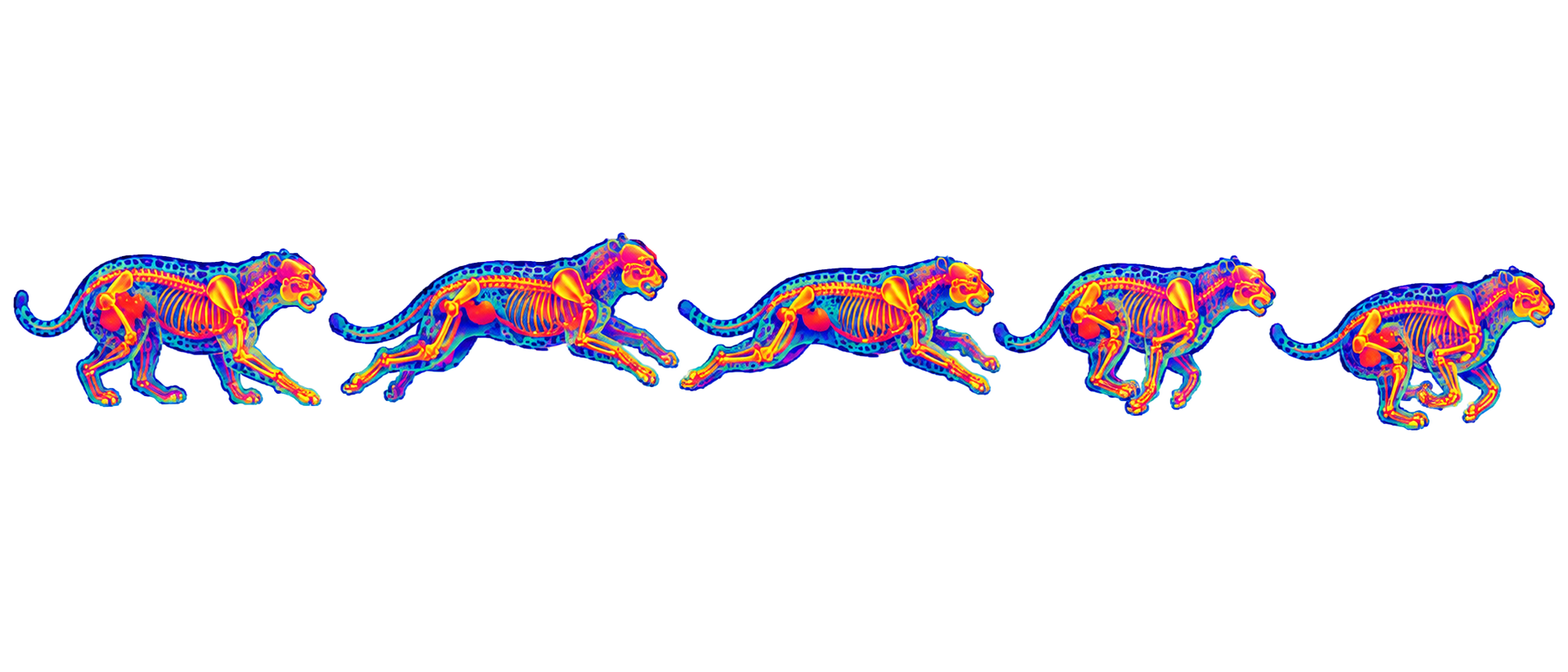 False-color sequence of cheetahs running, showing skeletal structure across motion frames