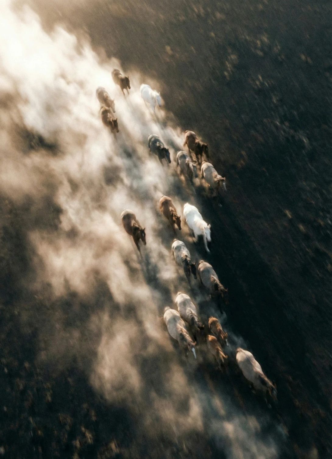 A herd of horses galloping through dust, seen from above